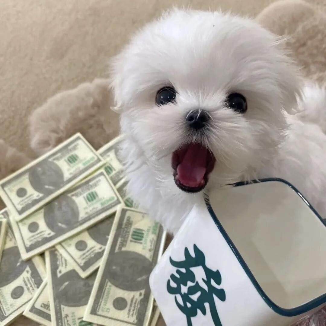 零碎的小土豆💤