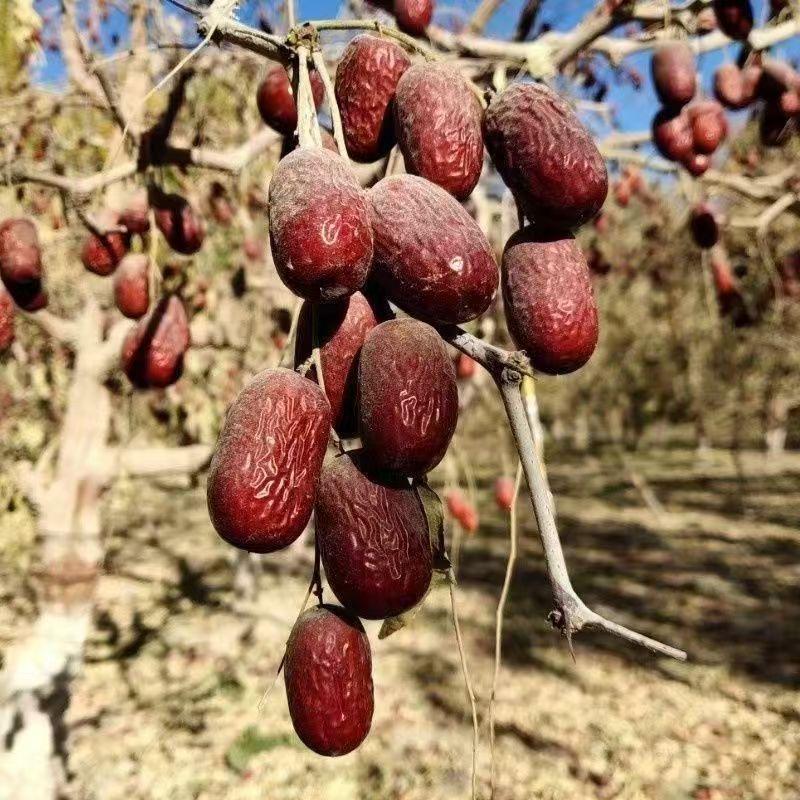星辰大枣