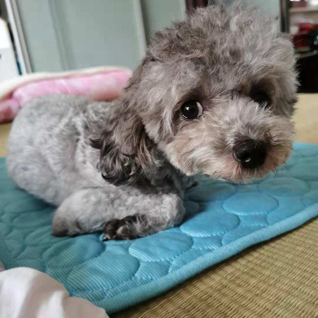 章铁龙