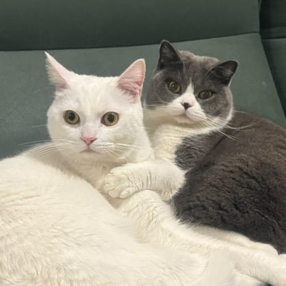 木兰花花花花花