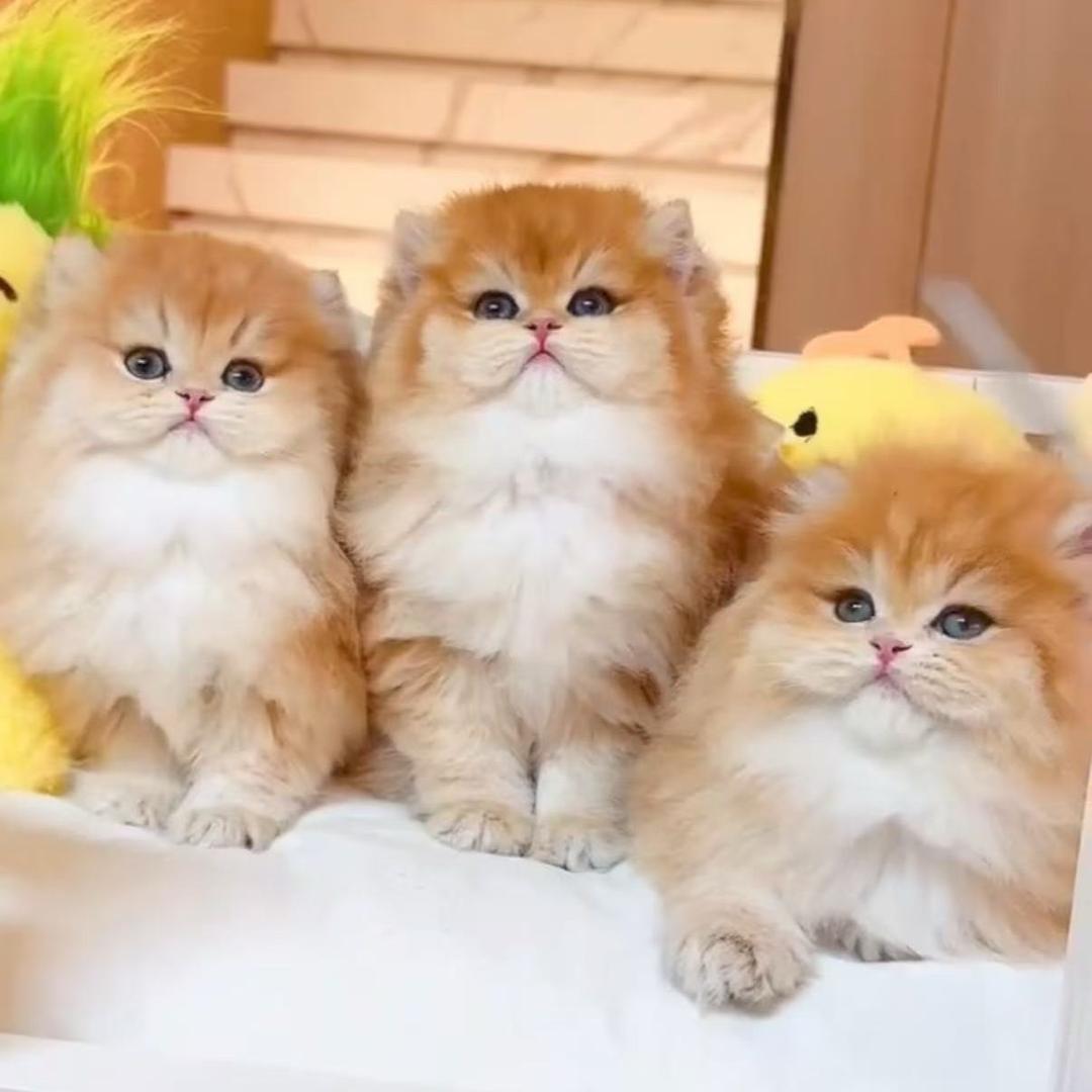 阿强淘猫（专业金渐层）