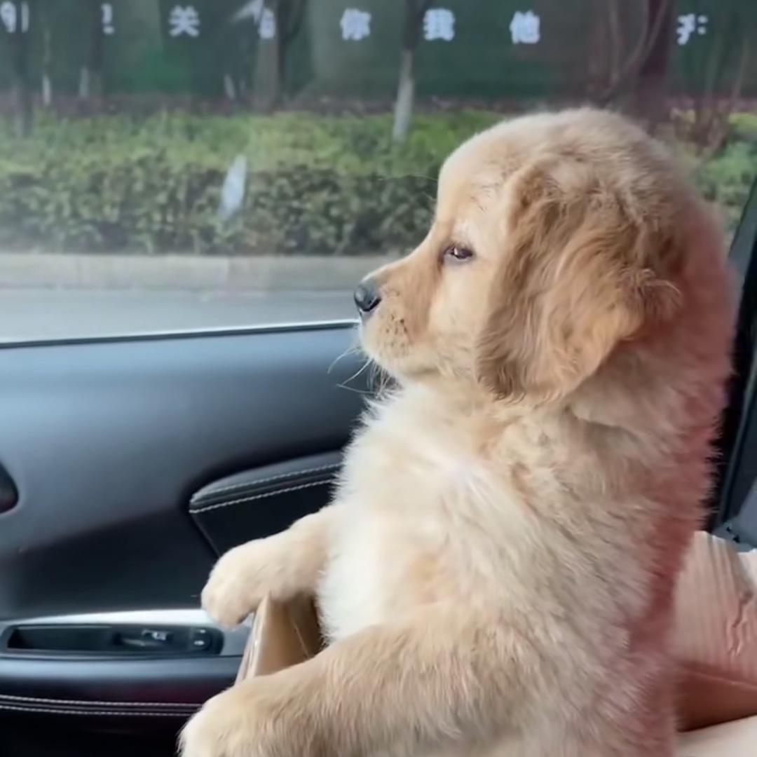 是壮壮呀    🐶