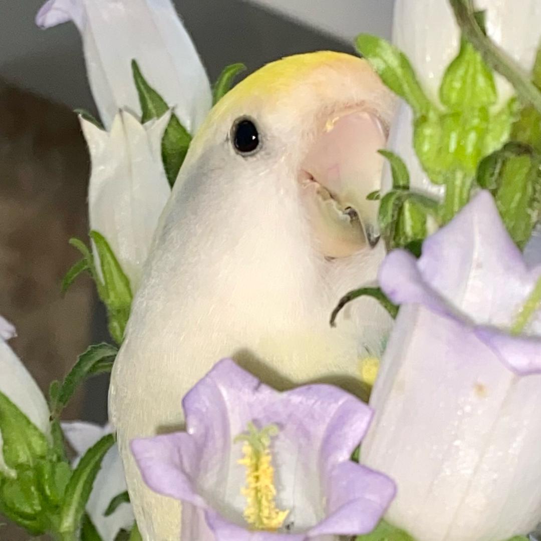 Babydragon