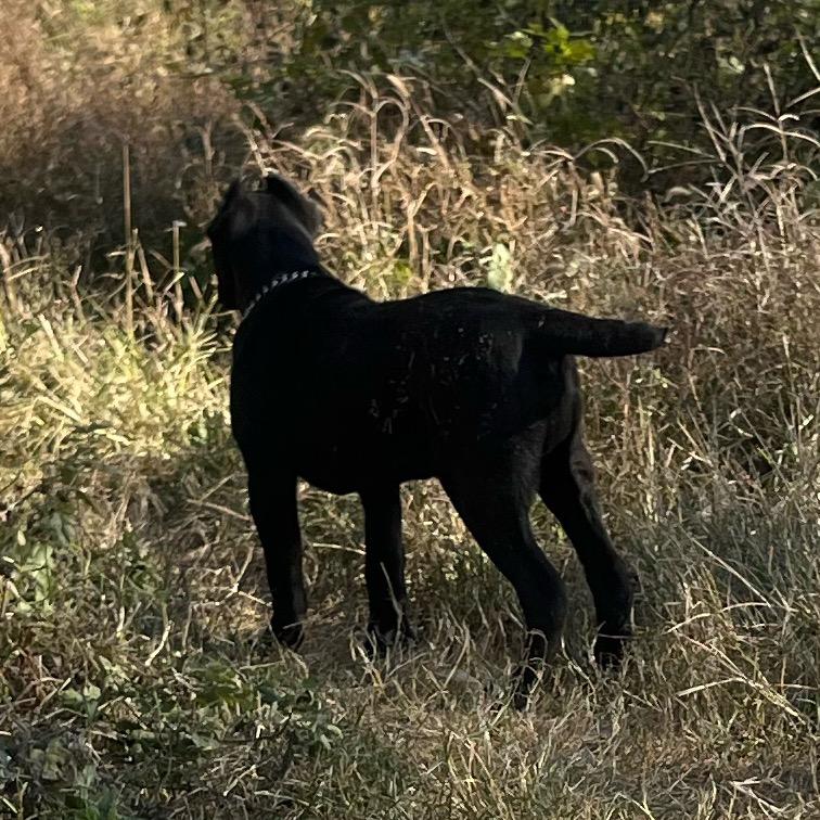 金缘.卡斯罗（直播号）