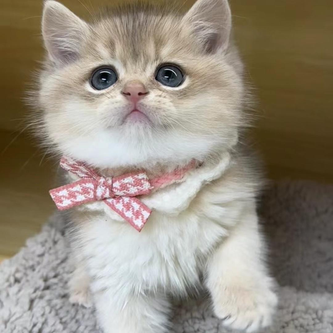 小乖🐈