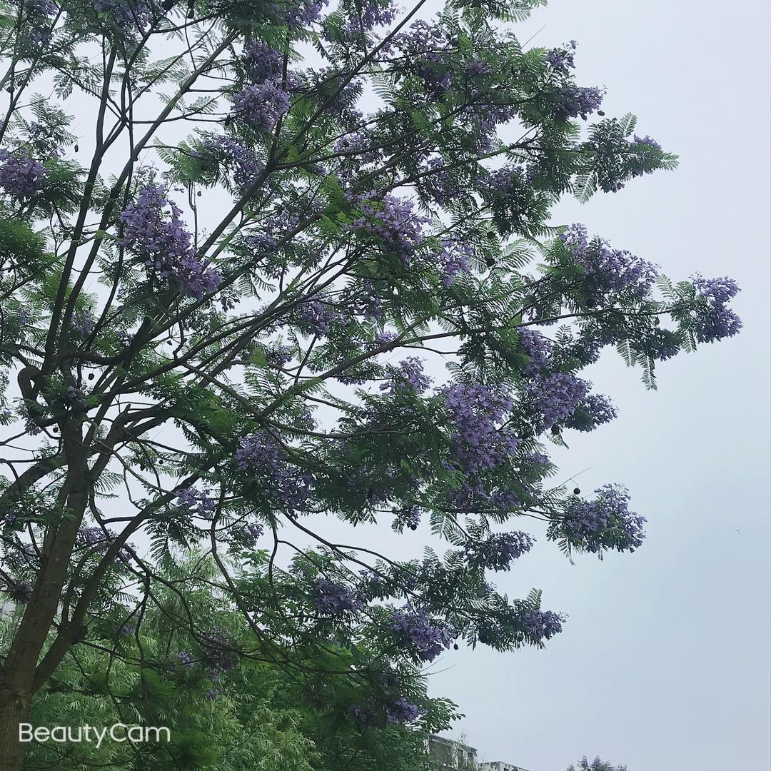 芦淞区伏锜