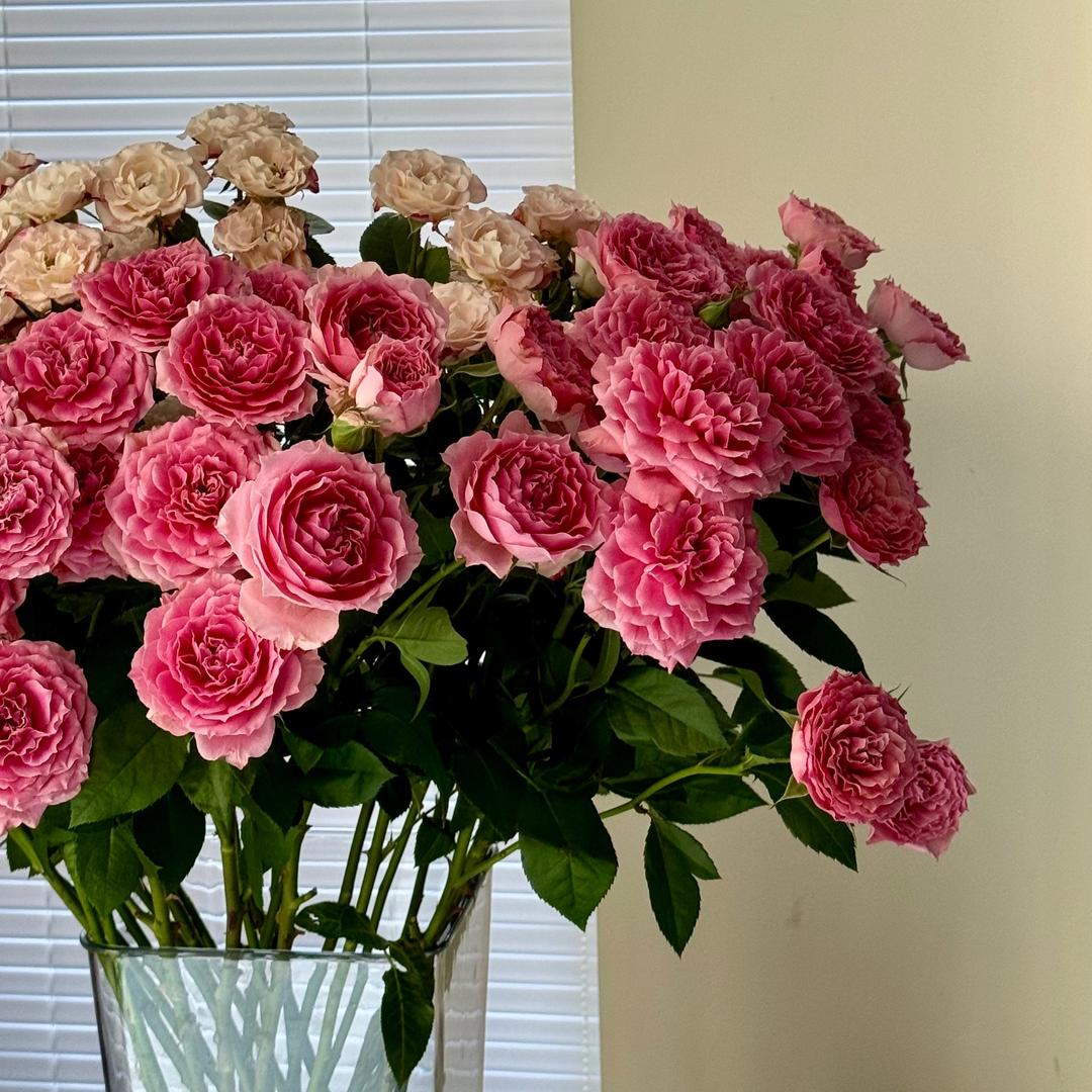 大头大头下雨不愁