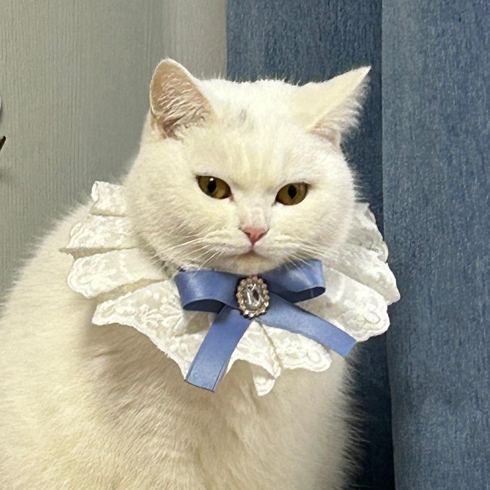 Dollar是只英短喵