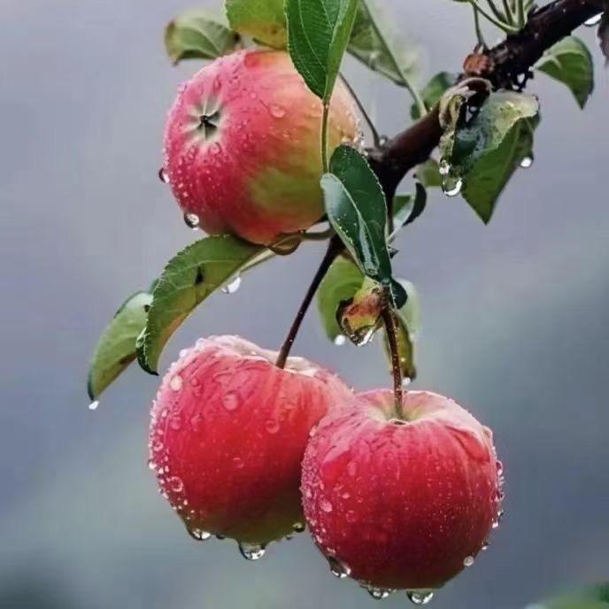 小萍果