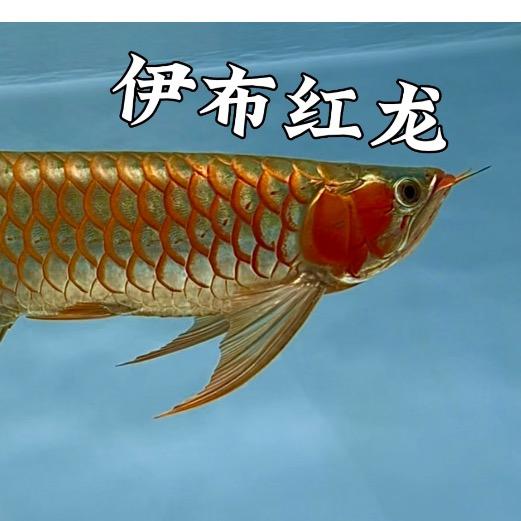 伊布红龙阿七