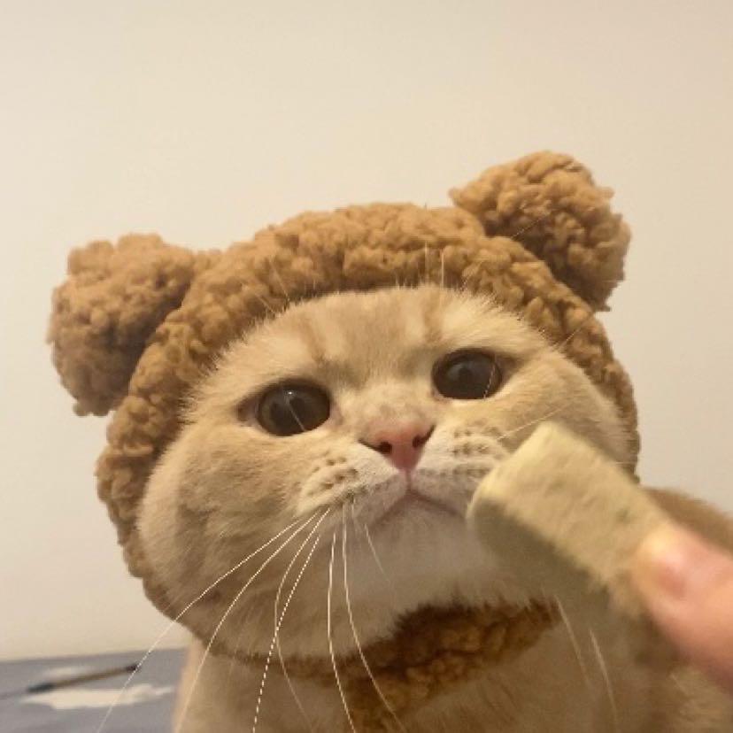喵十一