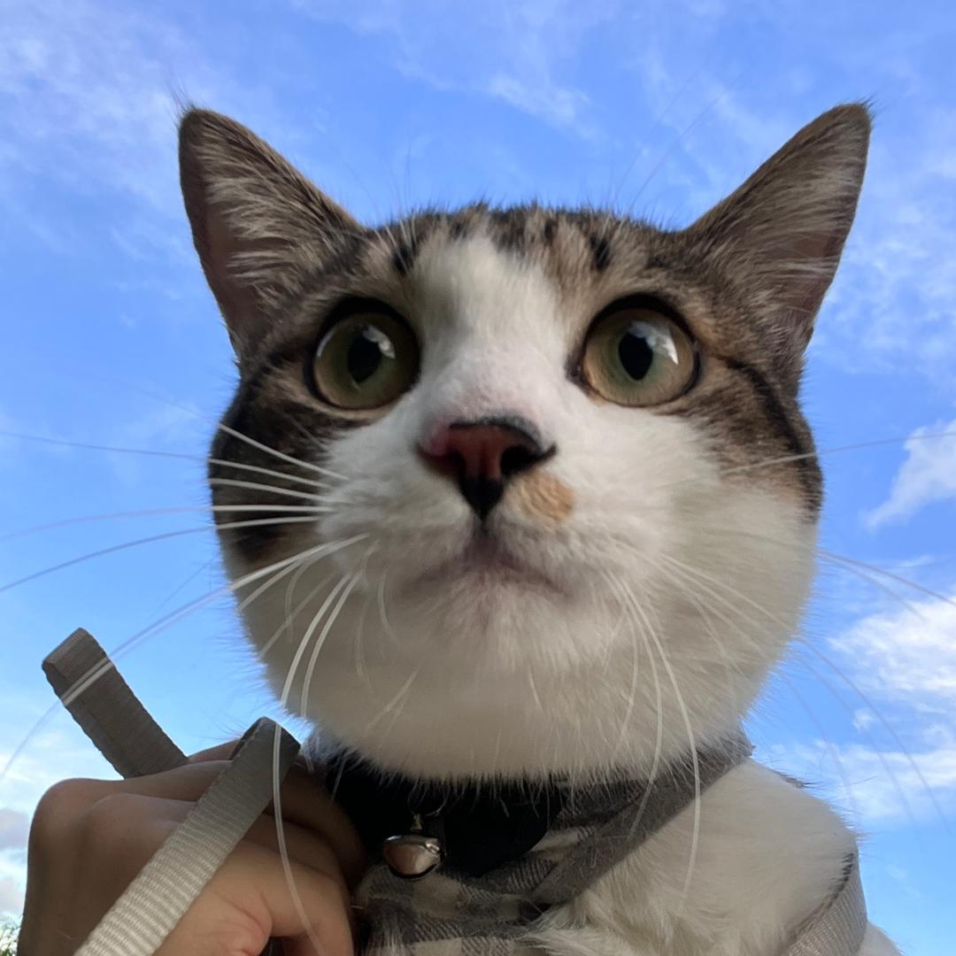 奥利是个大胖喵