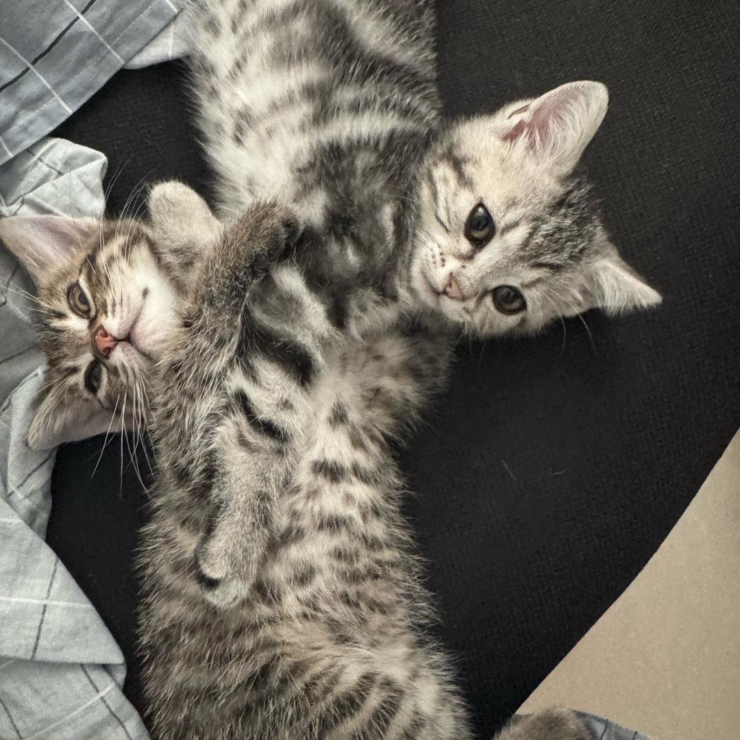 老大🐱老四🐱的日常