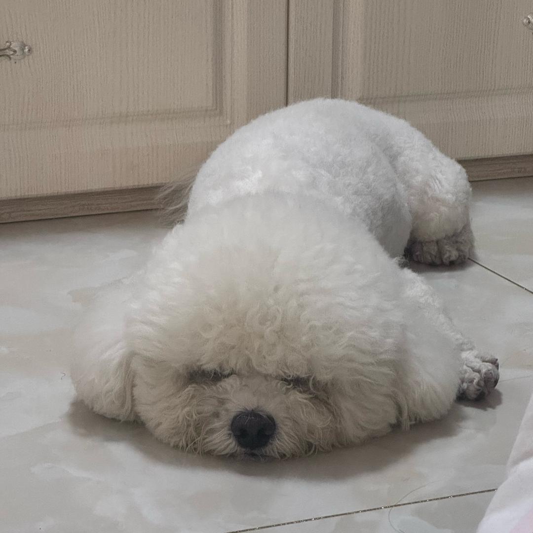 美洋洋.🐑