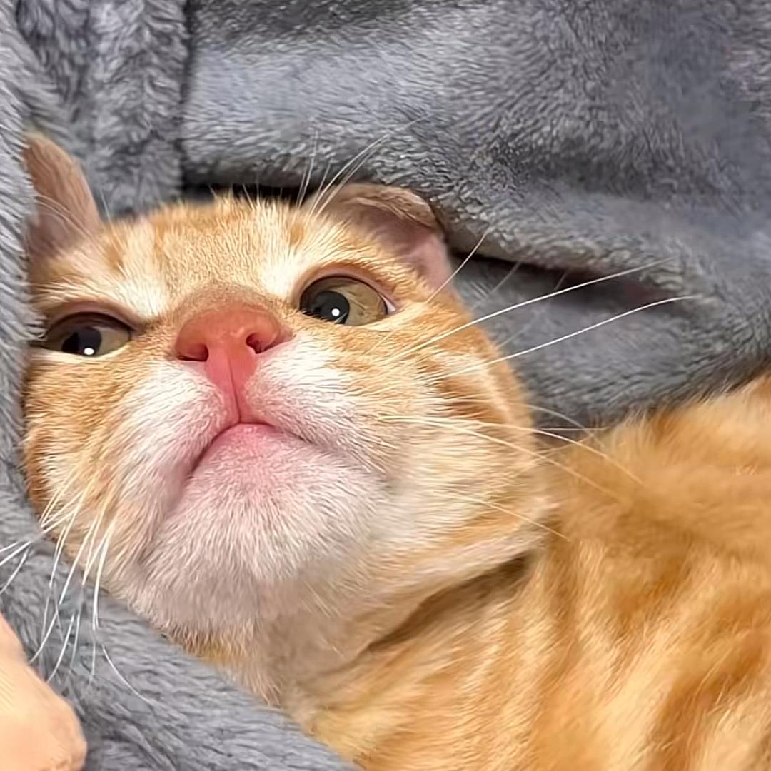 板鸭