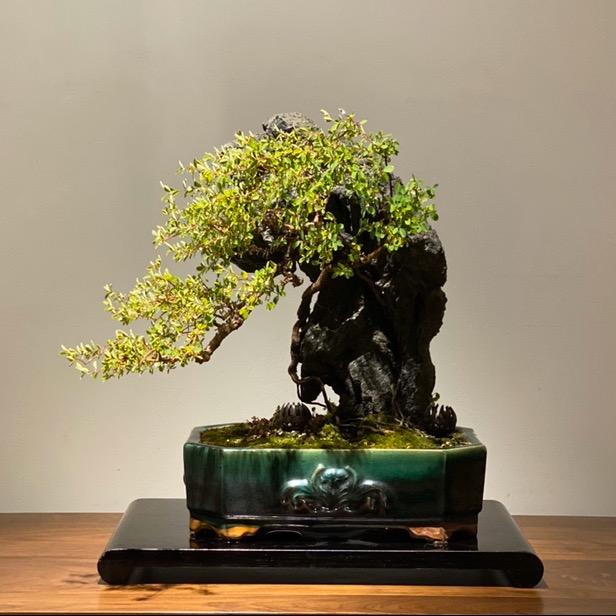 稷梵茶社