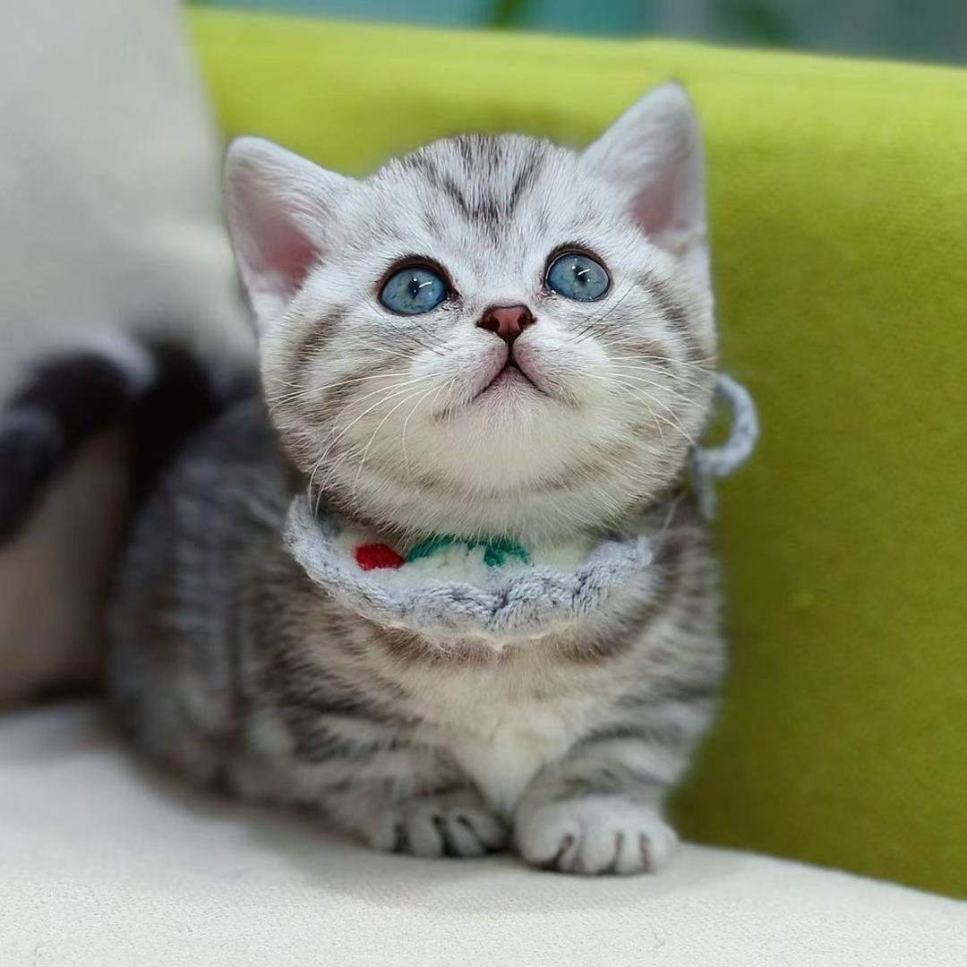 星级猫乐缘   广东一手