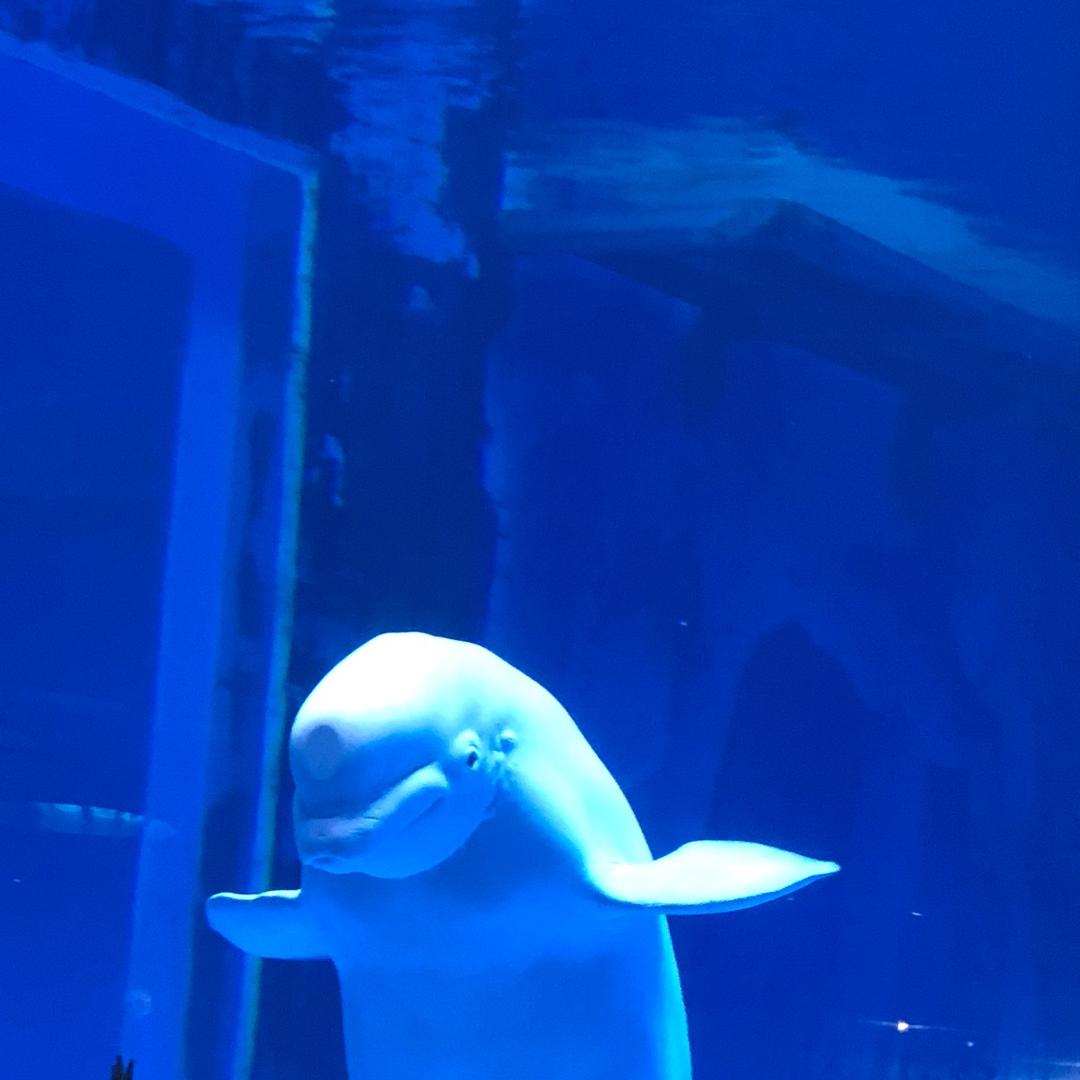 老赵的百亿梦想