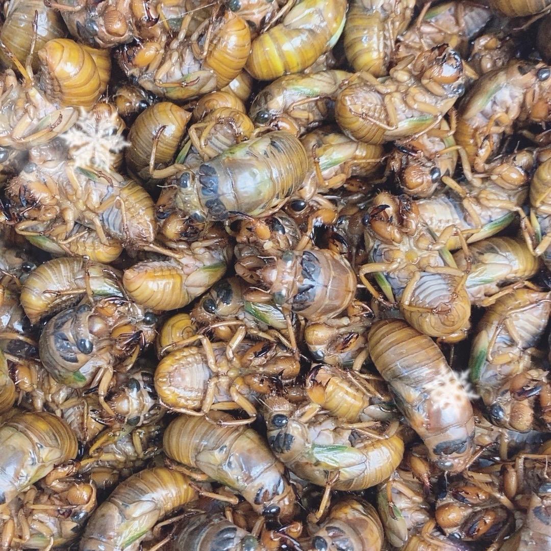 现抓金蝉 知了猴