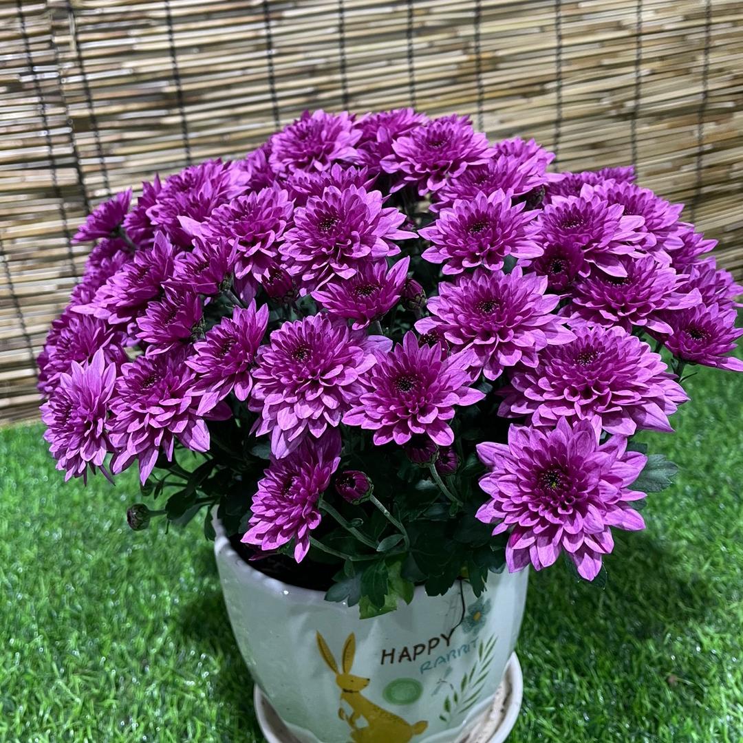 花公子园艺