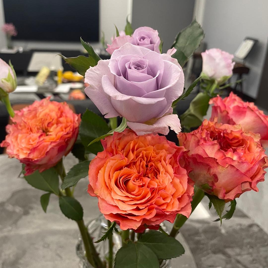 清恋和花花