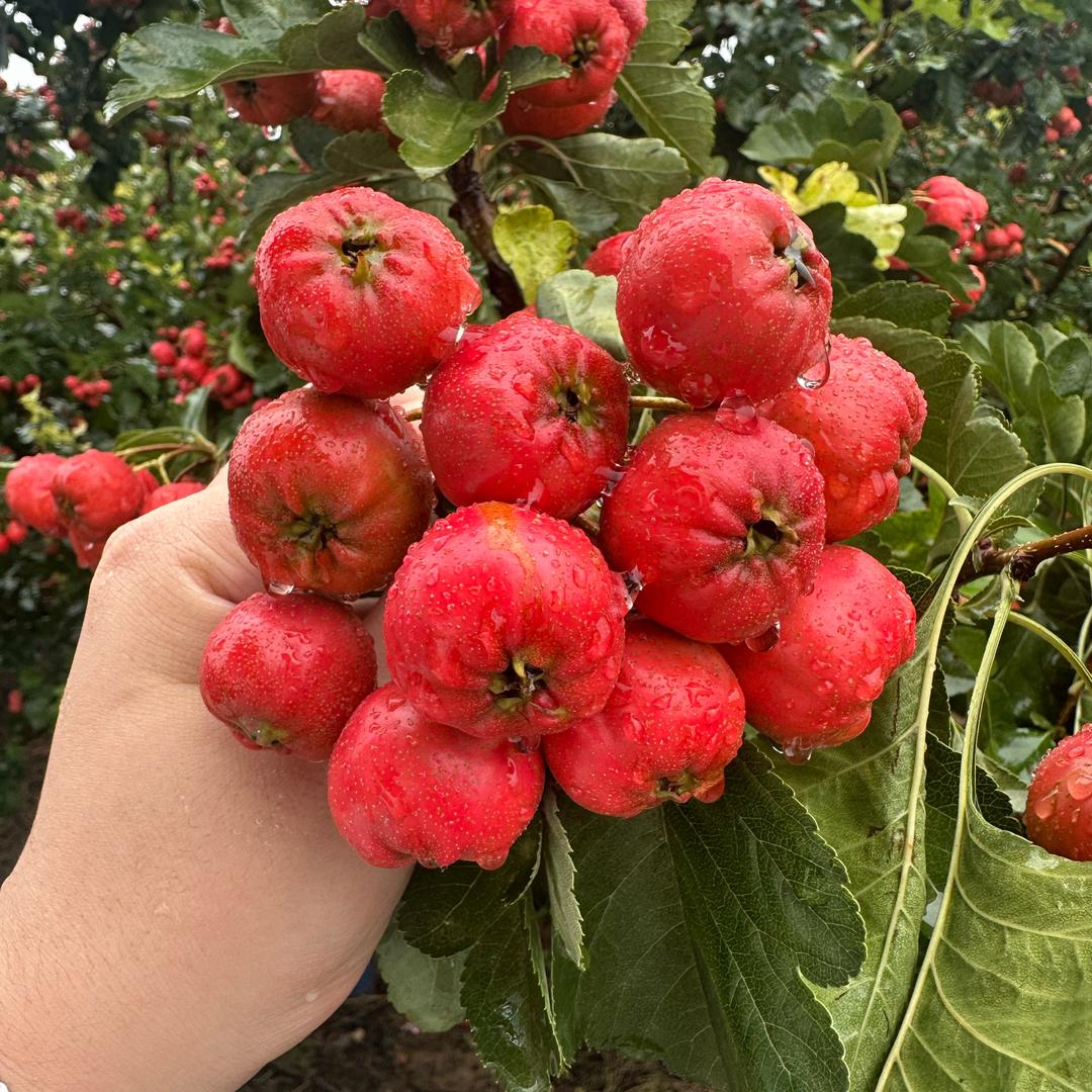山楂冻干工厂直播间