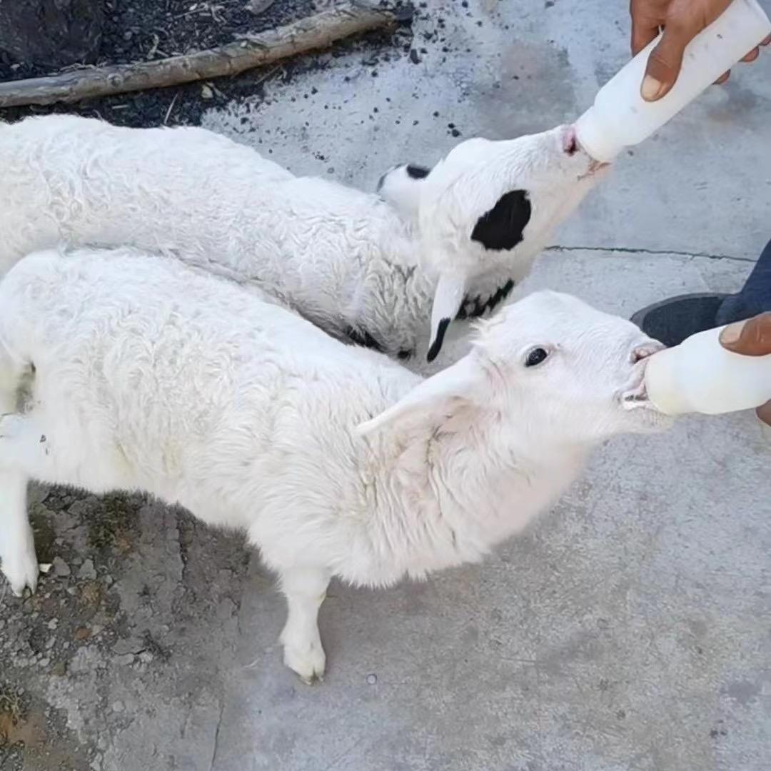 养羊那些事儿