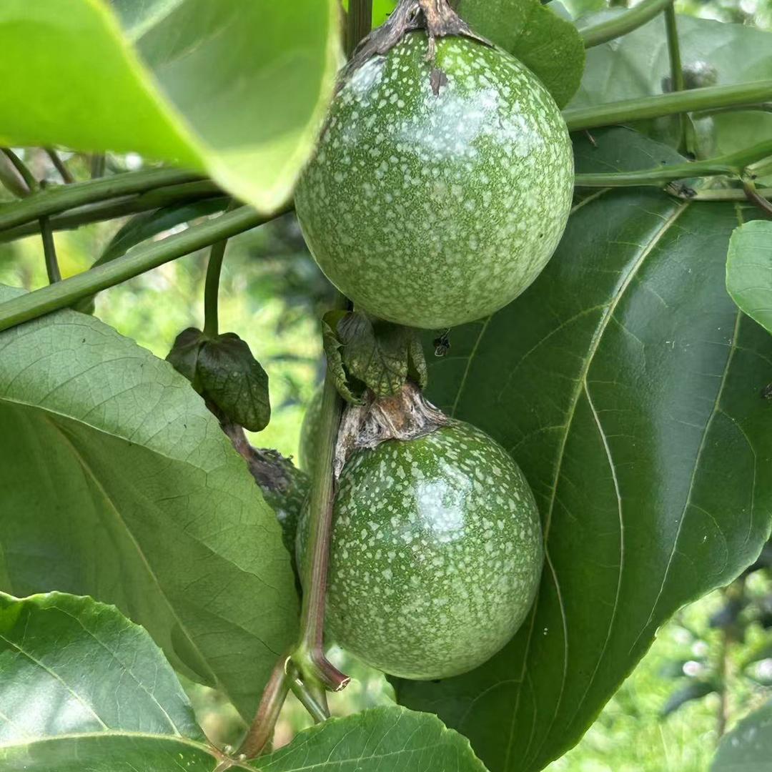 南街36号开心娃娃1396242178零