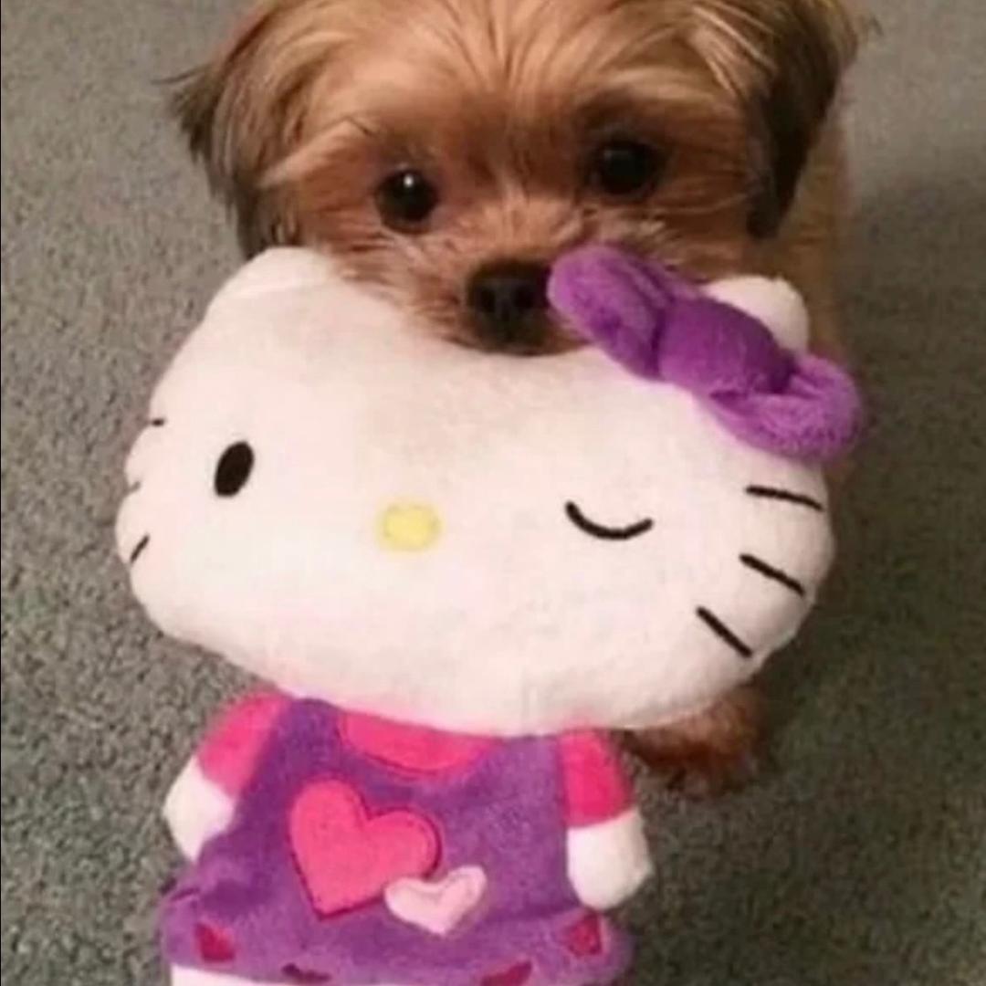 Kittycic
