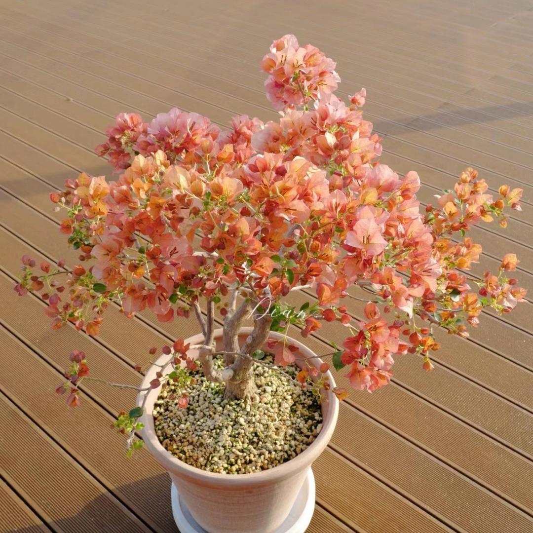 大吉三角梅花卉