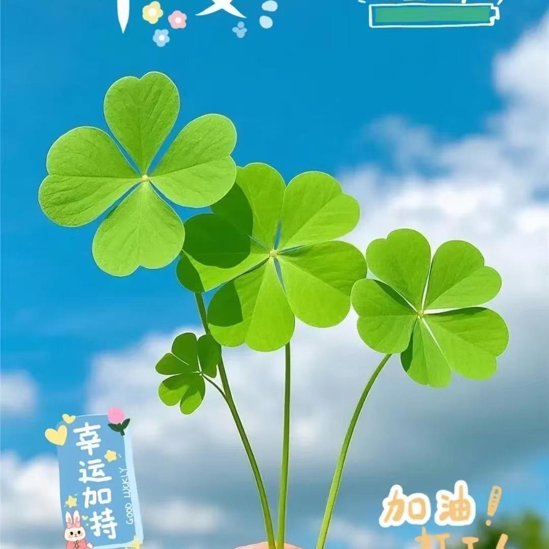W小燕子百货