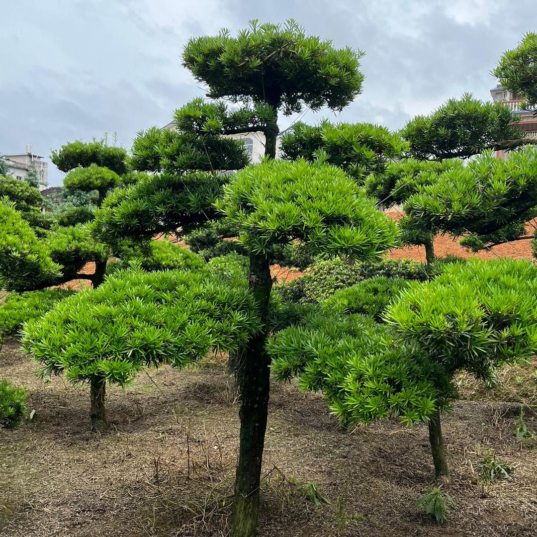 荔明园艺