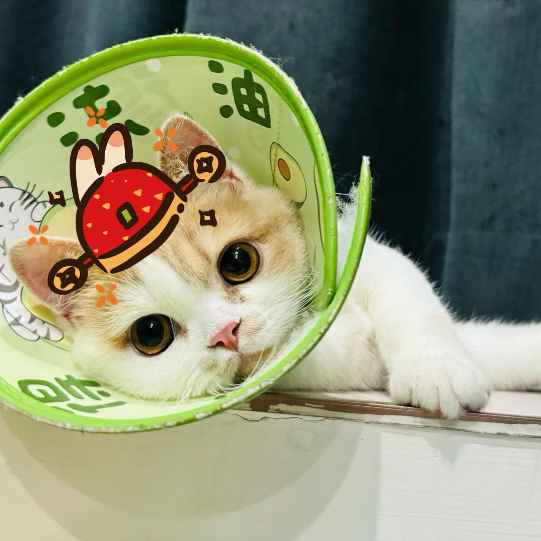 小满穗穗念-