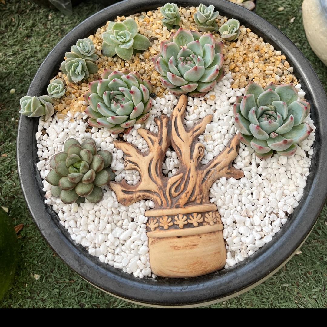 昊兴花卉