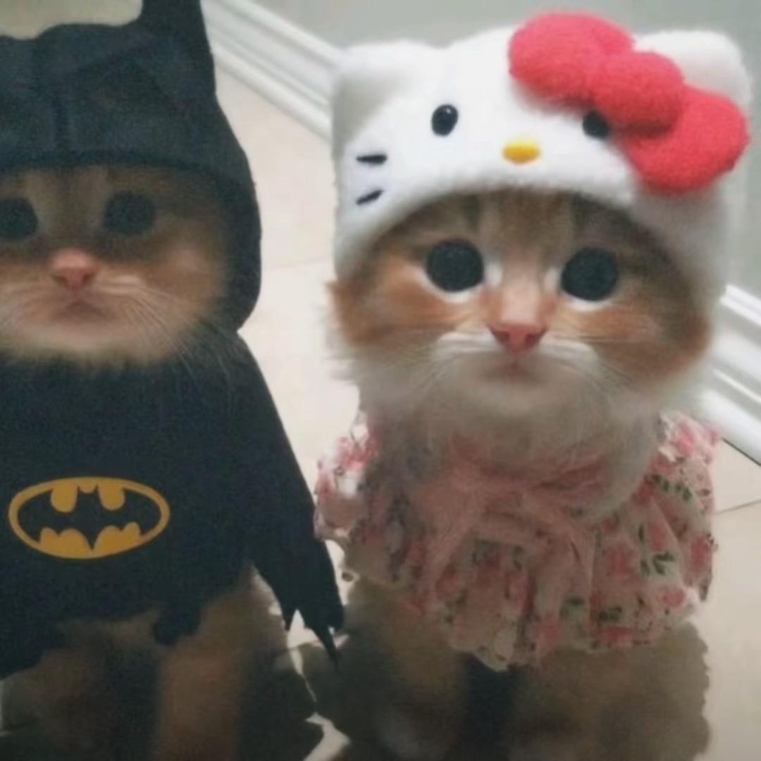 皮皮🐾