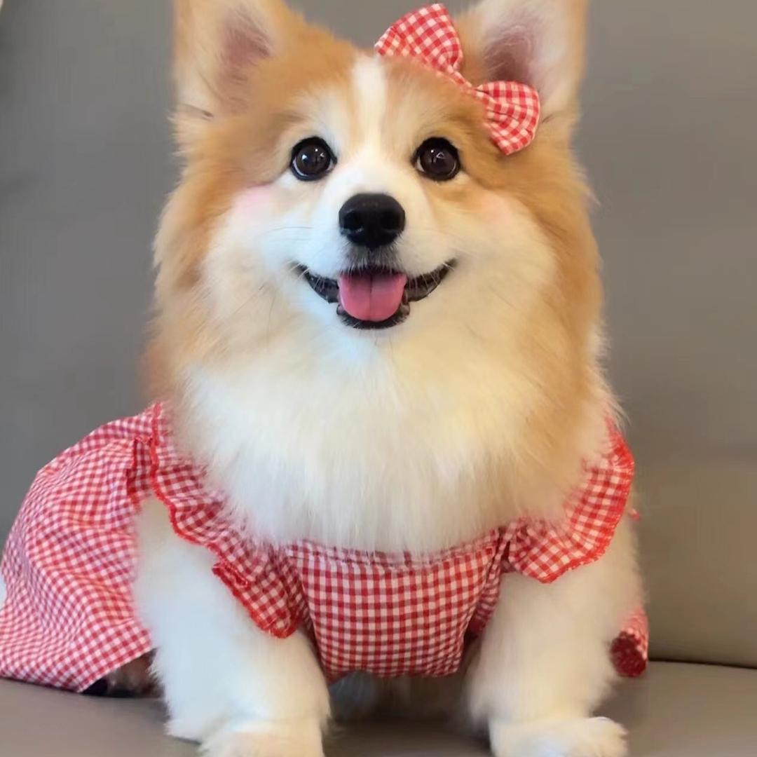 柒月萌犬社（宠物店）