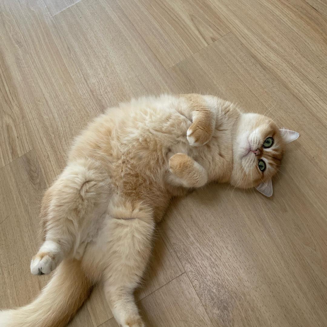 阿清有好多猫