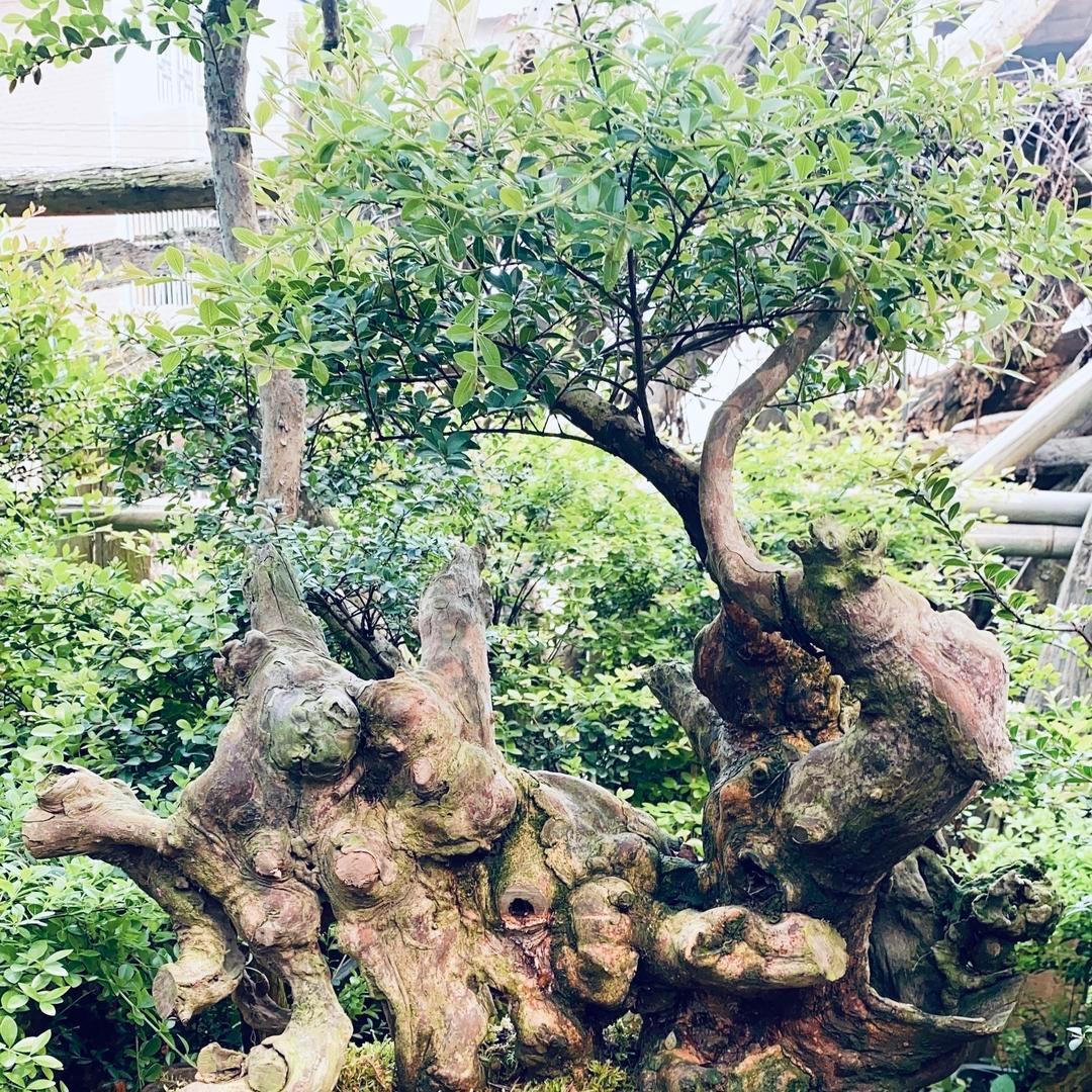山谷奇葩🧗‍♂️