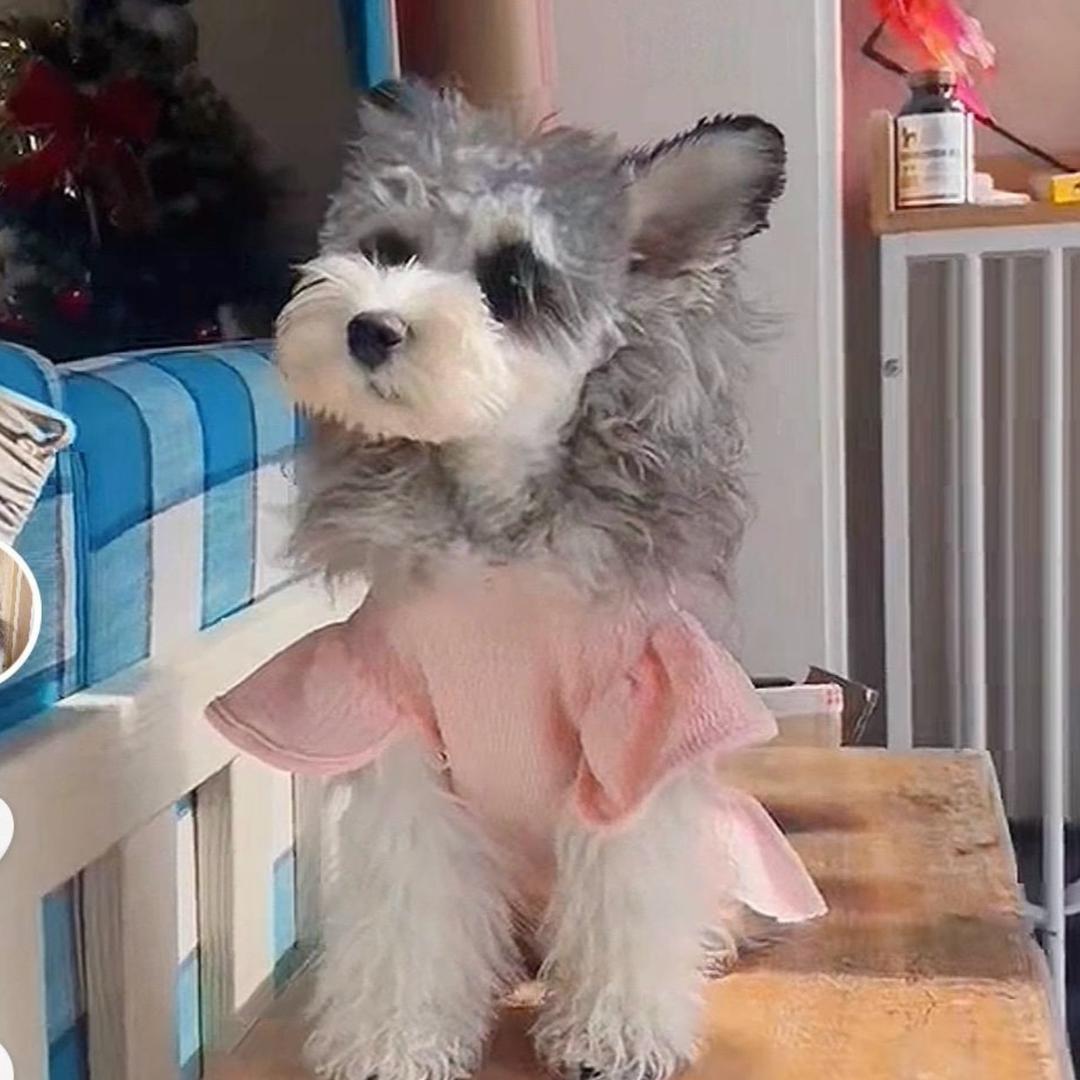 米琪&Coolgo(直播号)