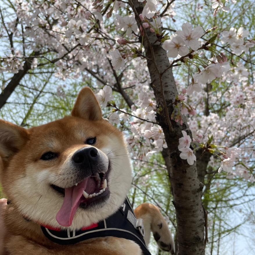 菠萝是只小肥柴