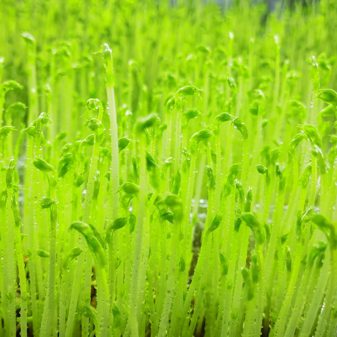 坤达康源纯净水芽苗菜