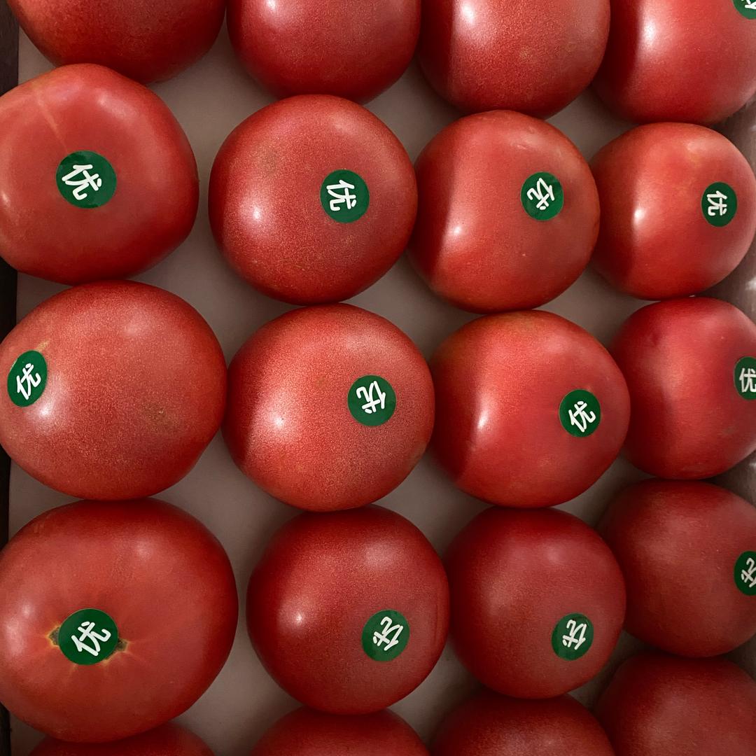 华东西红柿种植基地