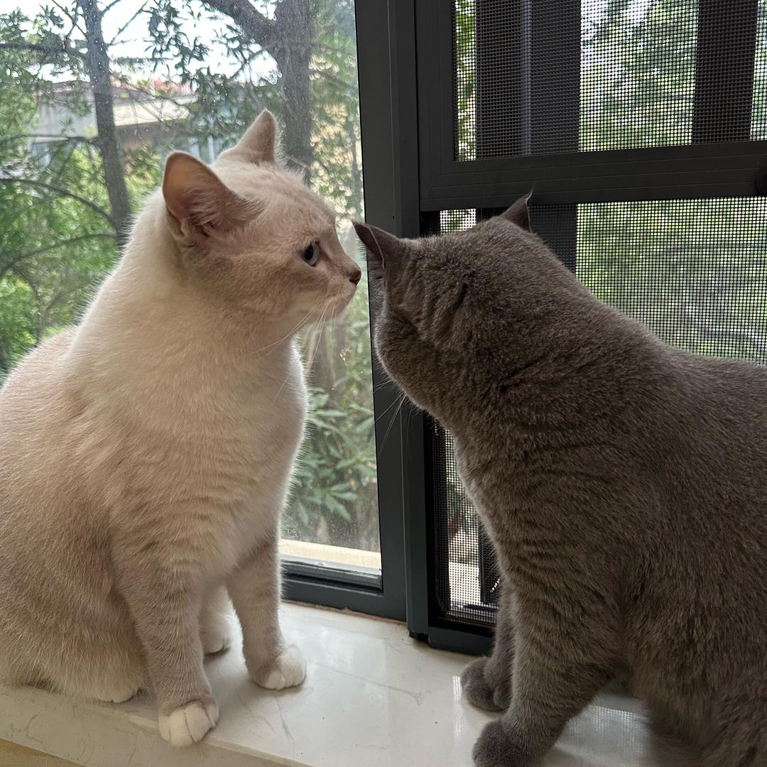 蕾娅和她的小猫们
