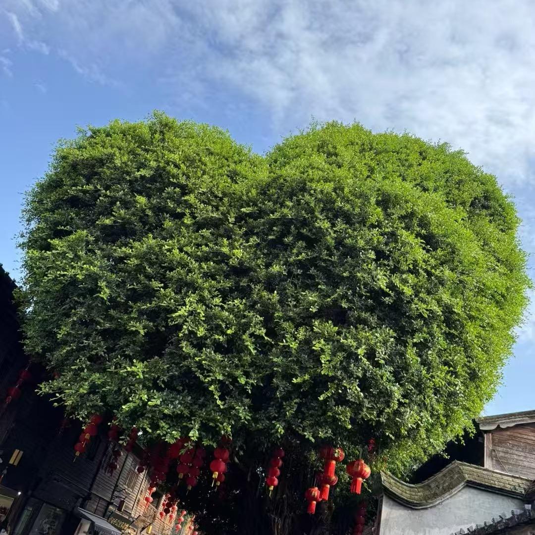 白鸽乌鸦