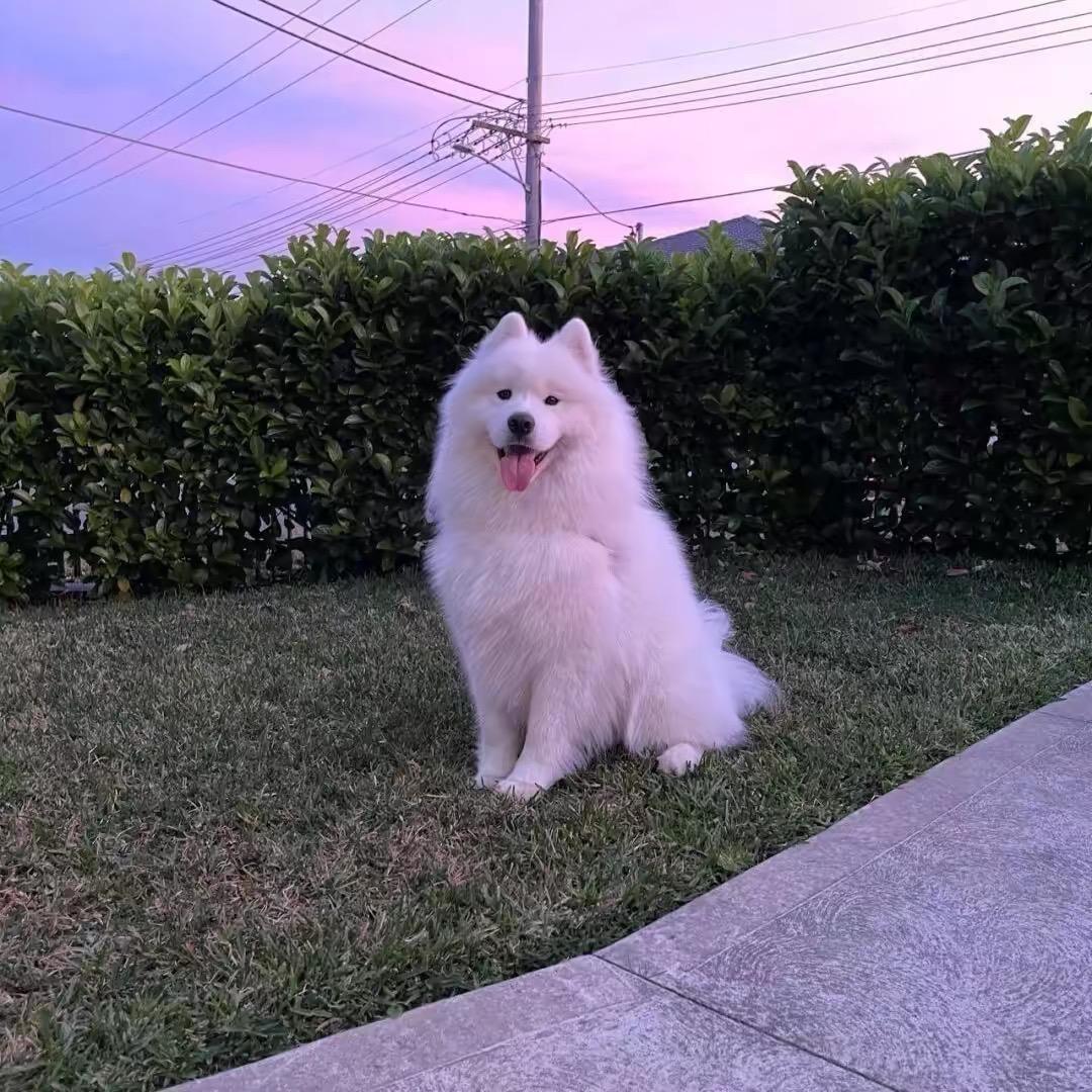 雪橇大馒头