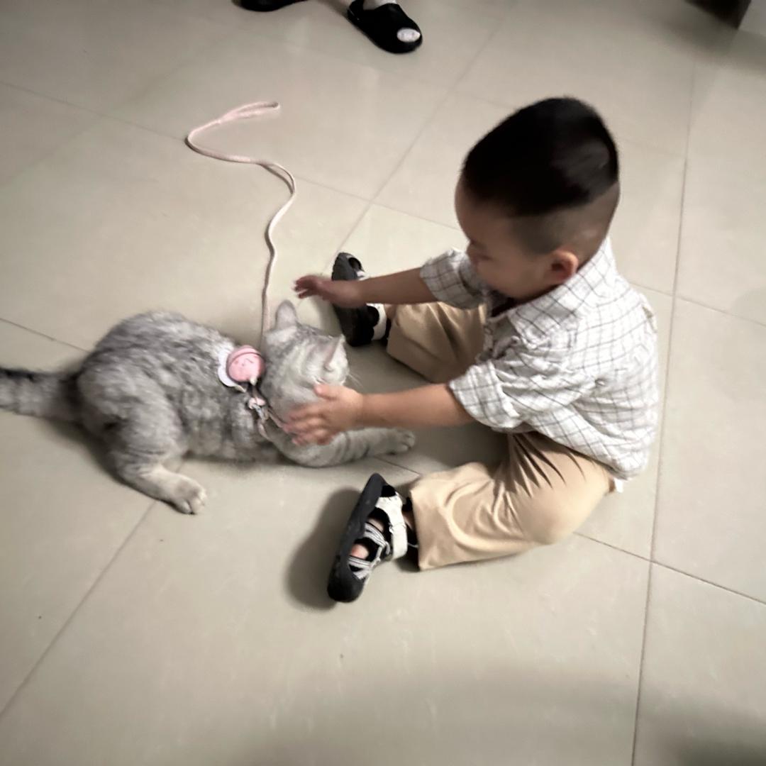 Royal╰大懒猫″