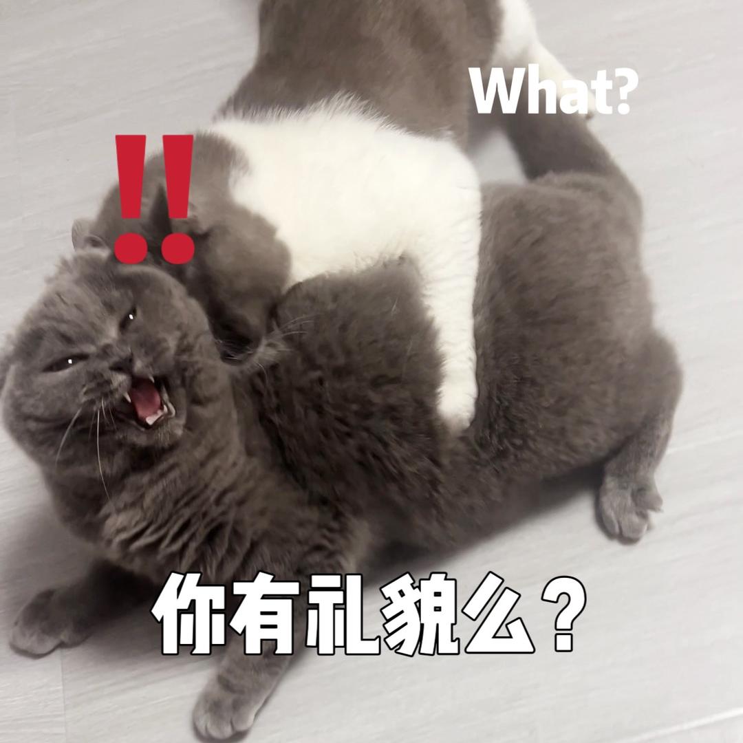 包饺子是没头脑和不高兴