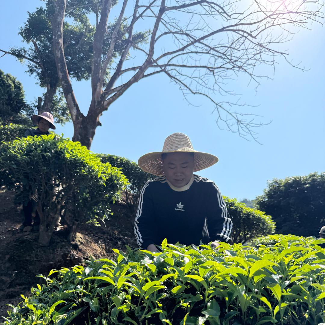 安心单丛茶