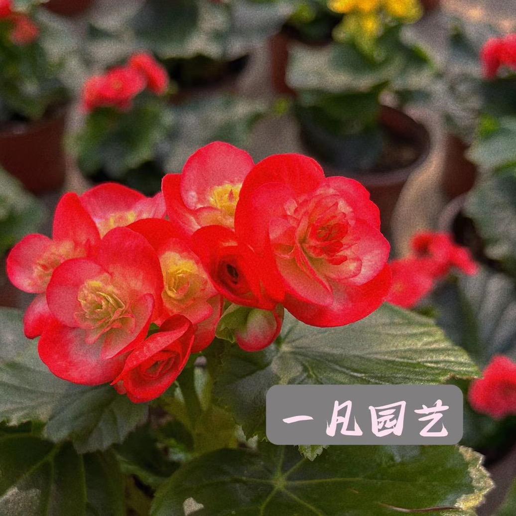 一凡园艺绿植