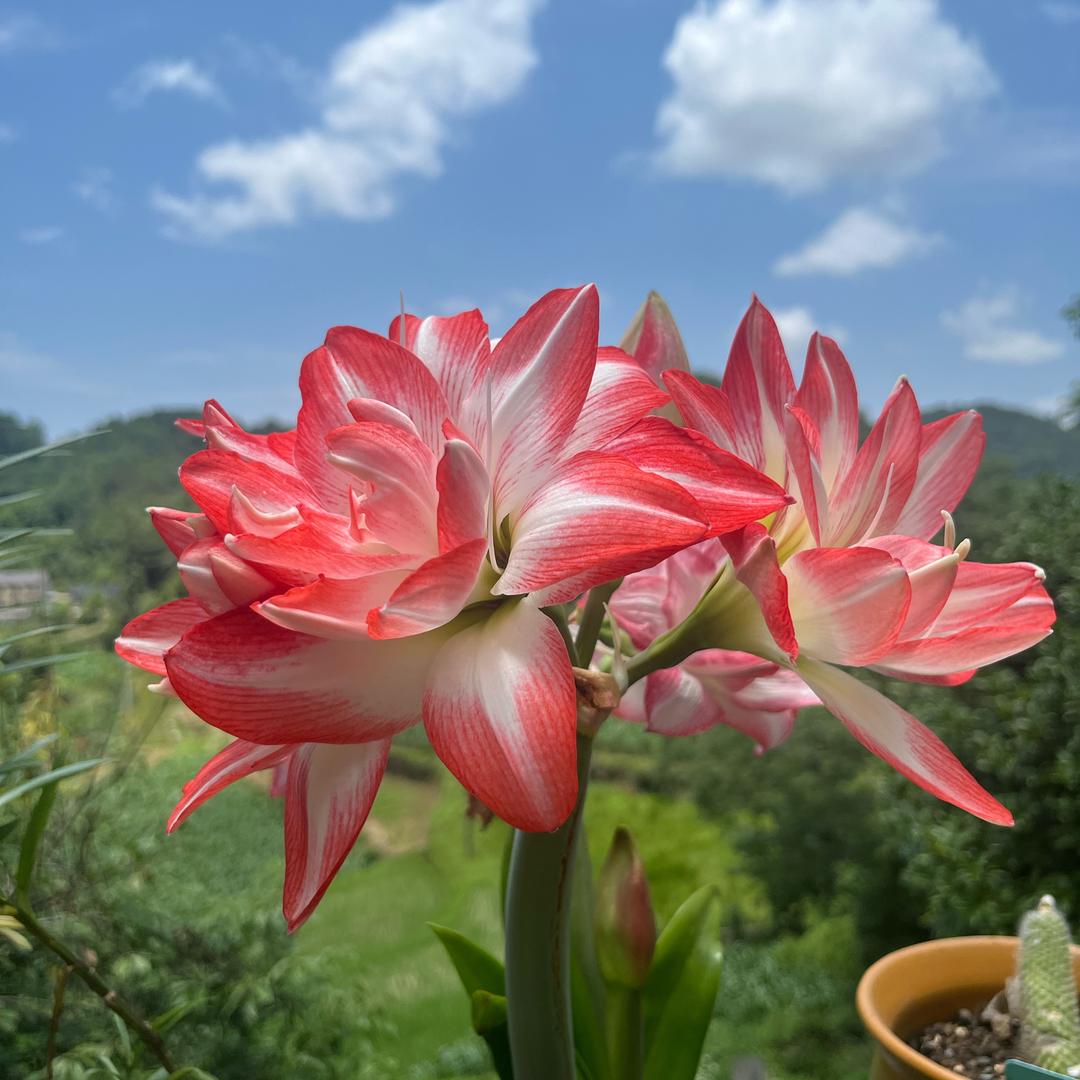芋圆🍡